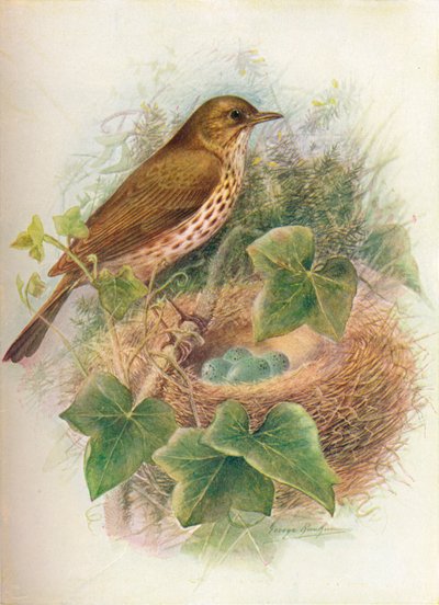 Laulurastas tai Mavis - Turdus musicus, c1910, 1910 tekijältä George James Rankin