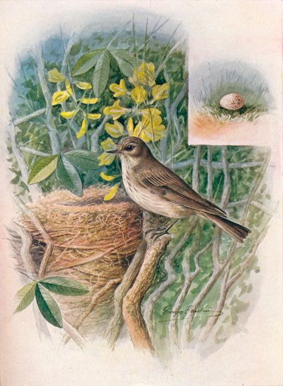 Täplikäs perhosieppari - Muscicapa grisola, c1910, 1910 tekijältä George James Rankin