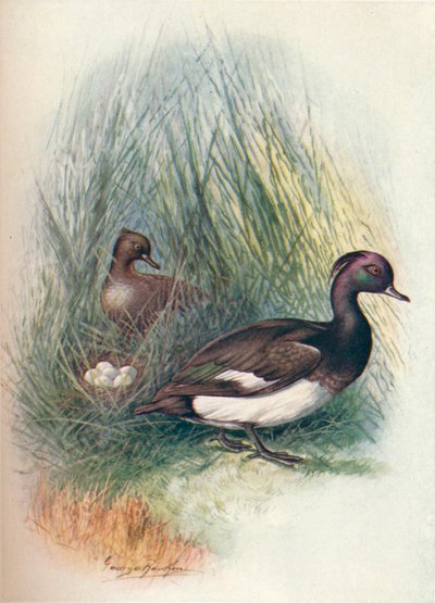 Tuftattu ankka - Fuligula cristata, c1910, 1910 tekijältä George James Rankin