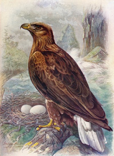 Merikotka tai merikotka - Haliaetus albicilla, c1910, 1910 tekijältä George James Rankin