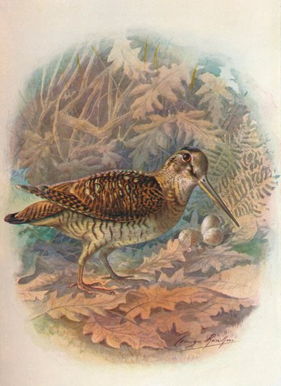 Metsäkurkko - Scolopax rusticula, c1910, 1910 tekijältä George James Rankin