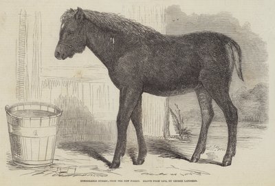 Merkittävä hybridi, New Forestista tekijältä George Landseer