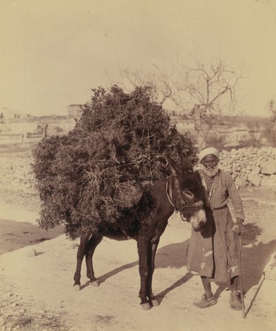 Aasi kantamassa juuria ja oksia polttoainetta varten, Palestiina, n. 1900 (kuva)) tekijältä Bartolome Esteban and studio Murillo