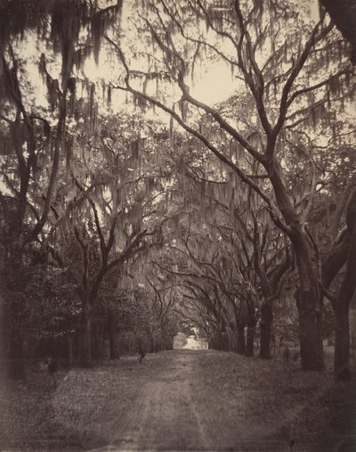 Bonaventuren hautausmaa, neljä mailia Savannahista, 1866. tekijältä George N. Barnard