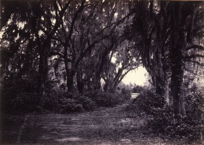 Bonaventure, Savannah, Georgia tekijältä George N. Barnard