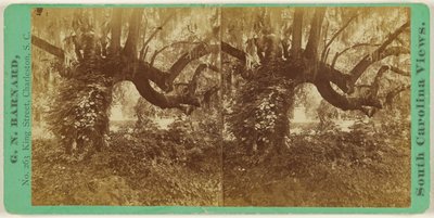 [Live Oaks, Magnolia Cemetery] tekijältä George N. Barnard