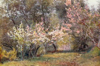 Persikka, luumu ja päärynäkukka (värilitot). tekijältä George Samuel Elgood