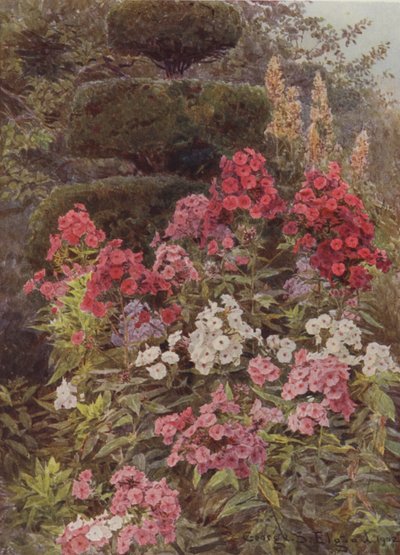 Leimukukka tekijältä George Samuel Elgood