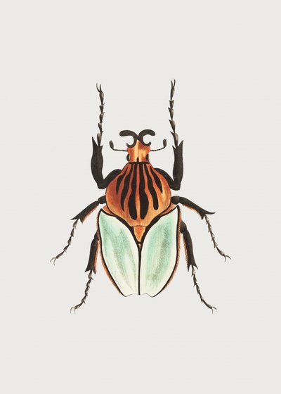 Päällikkö Beetle tekijältä George Shaw
