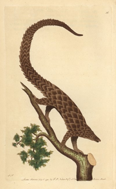 Nelivarpainen manis, pitkähäntäinen Pangolin tai mustavatsainen pangoliini, "The Naturalist