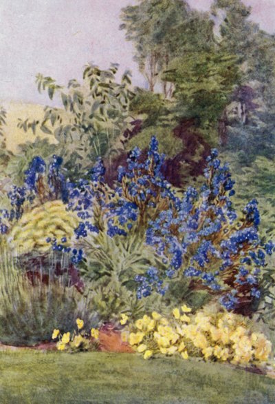 Anchusa Italica Dropmore -lajike, Dropmore Alkanet, jossa on Clematis recta ja Violas (väri litho) tekijältä George Soper