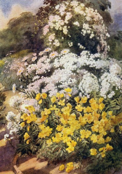 Oenothera Fruticosa Youngii, yksi parhaista iltahelokkista, taustalla valkoisia flokseja, Achillea Ptarmicaa ja Shasta Daisies (väri litho) tekijältä George Soper
