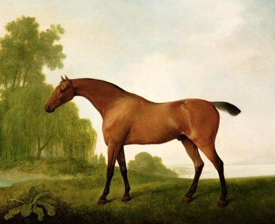 Un pura sang badia en un paisatge finlandès tekijältä George Stubbs