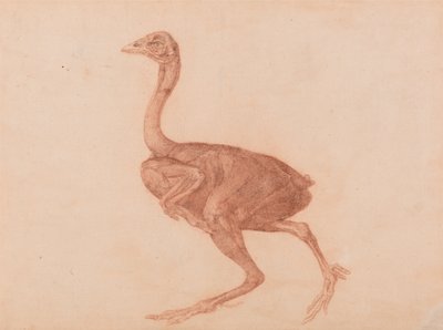 Vertaileva anatominen selvitys ihmiskehon rakenteesta tiikerin ja tavallisen linnun rakenteeseen verrattuna: Dorking-kana, sivukuva tekijältä George Stubbs