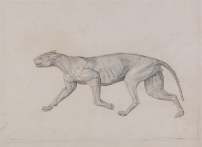 Vertaileva anatominen selvitys ihmiskehon rakenteesta tiikerin ja tavallisen linnun rakenteeseen verrattuna:  Leopardin vartalo, sivukuva tekijältä George Stubbs