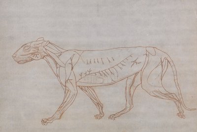 Vertaileva anatominen selvitys ihmiskehon rakenteesta tiikerin ja tavallisen linnun rakenteeseen verrattuna: Tiikerin vartalo, sivukuva tekijältä George Stubbs