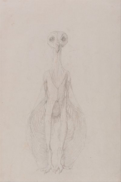 Vertaileva anatominen selvitys ihmiskehon rakenteesta tiikerin ja tavallisen linnun rakenteeseen verrattuna: Pöllö seisomassa, etukuva tekijältä George Stubbs