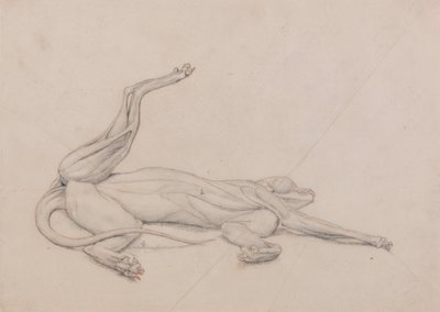 Vertaileva anatominen selvitys ihmiskehon rakenteesta tiikerin ja tavallisen linnun rakenteeseen verrattuna: Tiikeri, makuuasennossa, ventraalisesti katsottuna. tekijältä George Stubbs