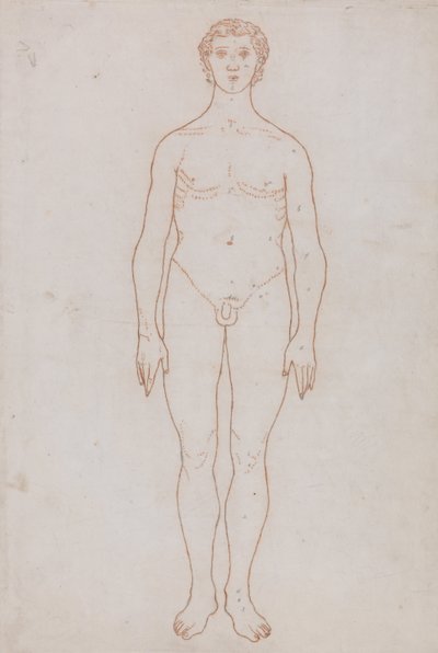 Vertaileva anatominen selvitys ihmiskehon rakenteesta tiikerin ja tavallisen linnun rakenteeseen verrattuna: Study of the Human Figure, Anterior View (Luonnospiirustus taulukkoa VI varten). tekijältä George Stubbs