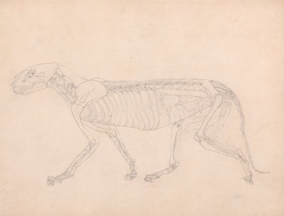 Vertaileva anatominen selvitys ihmiskehon rakenteesta tiikerin ja tavallisen linnun rakenteeseen verrattuna: Tiikerin vartalo, sivukuva tekijältä George Stubbs