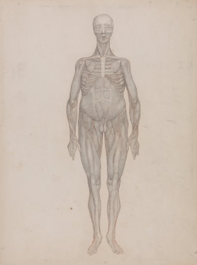 Vertaileva anatominen selvitys ihmiskehon rakenteesta tiikerin ja tavallisen linnun rakenteeseen verrattuna: Human Figure, Anterior View (tarkoitettu levylle, jota ei koskaan julkaistu): Human Figure, Anterior View (Intended for a Plate That was Never Publ tekijältä George Stubbs