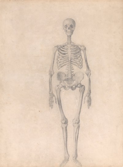 Vertaileva anatominen selvitys ihmiskehon rakenteesta tiikerin ja tavallisen linnun rakenteeseen verrattuna: Ihmisen luuranko, etukuva (valmis tutkimus taulukkoa I varten). tekijältä George Stubbs