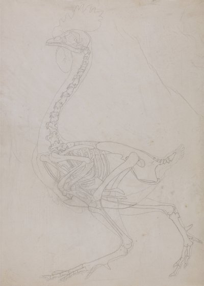 Vertaileva anatominen selvitys ihmiskehon rakenteesta tiikerin ja tavallisen linnun rakenteeseen verrattuna:  Lintujen luuranko, sivukuva (pääpiirteittäinen piirros). tekijältä George Stubbs