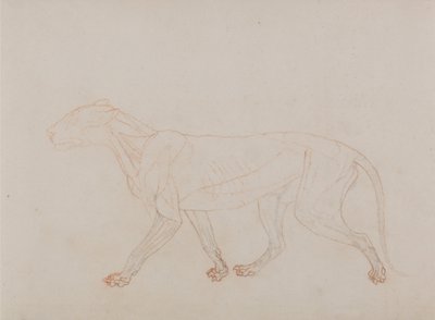Vertaileva anatominen selvitys ihmiskehon rakenteesta tiikerin ja tavallisen linnun rakenteeseen verrattuna: Tiikerin vartalo, sivukuva (Näyttää kolmannen vaiheen leikkelyn). tekijältä George Stubbs