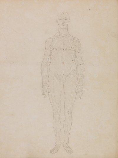 Vertaileva anatominen selvitys ihmiskehon rakenteesta tiikerin ja tavallisen linnun rakenteeseen verrattuna: Study of the Human Figure, Anterior View (Luultavasti liittyy taulukkoon XI). tekijältä George Stubbs
