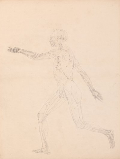Vertaileva anatominen selvitys ihmiskehon rakenteesta tiikerin ja tavallisen linnun rakenteeseen verrattuna: Ihmisen kuva, sivukuva (Taulukon XIII avainkuva). tekijältä George Stubbs