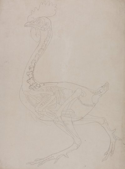 Vertaileva anatominen selvitys ihmiskehon rakenteesta tiikerin ja tavallisen linnun rakenteeseen verrattuna:  Lintujen luuranko, sivukuva. tekijältä George Stubbs
