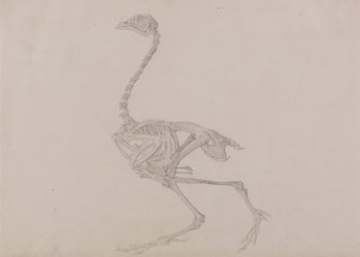 Vertaileva anatominen selvitys ihmiskehon rakenteesta tiikerin ja tavallisen linnun rakenteeseen verrattuna:  Dorking Hen Skeleton, Lateral View (Valmis tutkimus julkaisematonta taulukkoa varten). tekijältä George Stubbs