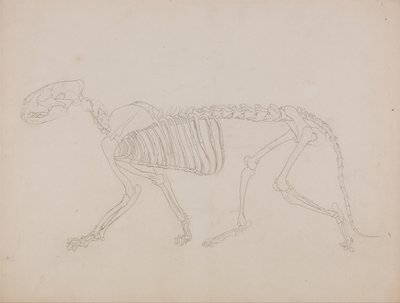 Vertaileva anatominen selvitys ihmiskehon rakenteesta tiikerin ja tavallisen linnun rakenteeseen verrattuna: Tiikerin luuranko, sivukuva tekijältä George Stubbs