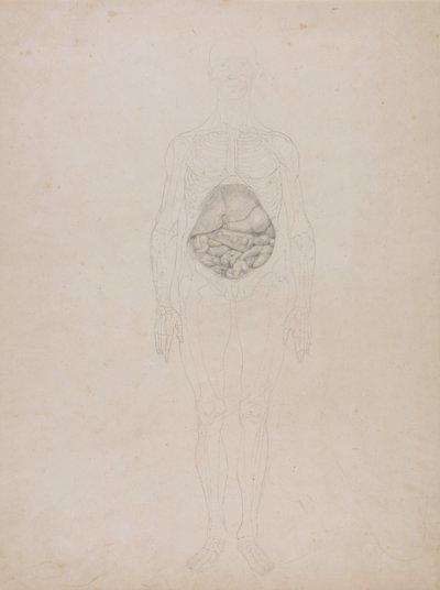 Vertaileva anatominen selvitys ihmiskehon rakenteesta tiikerin ja tavallisen linnun rakenteeseen verrattuna: Ihmishahmo, etukuva (ääriviivapiirustus). tekijältä George Stubbs
