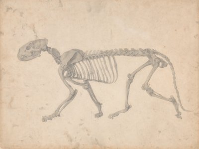 Vertaileva anatominen selvitys ihmiskehon rakenteesta tiikerin ja tavallisen linnun rakenteeseen verrattuna: Tiikerin luuranko, sivukuva (valmis tutkimus taulukkoa IV varten). tekijältä George Stubbs