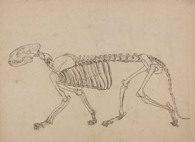 Vertaileva anatominen selvitys ihmiskehon rakenteesta tiikerin ja tavallisen linnun rakenteeseen verrattuna: Tiikerin luuranko, sivukuva (Tutkimus taulukon IV avainkuvaa varten). tekijältä George Stubbs