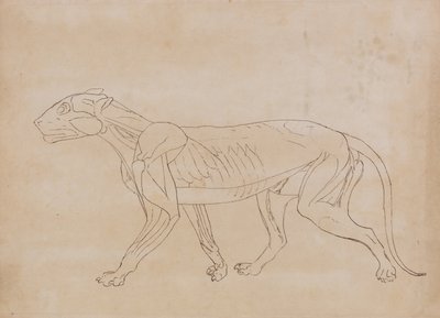 Vertaileva anatominen selvitys ihmiskehon rakenteesta tiikerin ja tavallisen linnun rakenteeseen verrattuna:  Tiikerin vartalo, sivukuva (avainhahmon ääriviivapiirustus). tekijältä George Stubbs