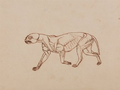 Vertaileva anatominen selvitys ihmiskehon rakenteesta tiikerin ja tavallisen linnun rakenteeseen verrattuna:  Leopardin vartalo, sivukuva tekijältä George Stubbs