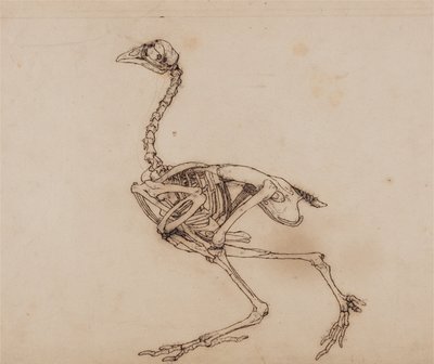 Vertaileva anatominen selvitys ihmiskehon rakenteesta tiikerin ja tavallisen linnun rakenteeseen verrattuna:  Dorking Hen Skeleton, Lateral View (Luultavasti laadittu julkaisematonta tunnuslukua varten). tekijältä George Stubbs