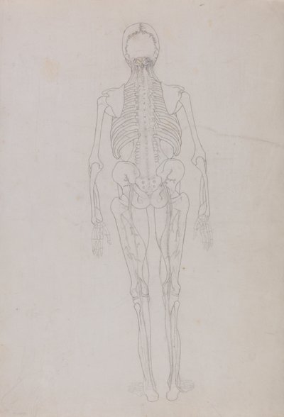 Vertaileva anatominen selvitys ihmiskehon rakenteesta tiikerin ja tavallisen linnun rakenteeseen verrattuna: Human Figure, Posterior View (Avainkuvion ääriviivapiirustus, joka osoittaa leikkelyn loppuvaiheen). tekijältä George Stubbs