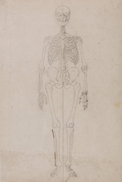 Vertaileva anatominen selvitys ihmiskehon rakenteesta tiikerin ja tavallisen linnun rakenteeseen verrattuna:  Ihmisen luuranko, etukuva (loppututkimus). tekijältä George Stubbs