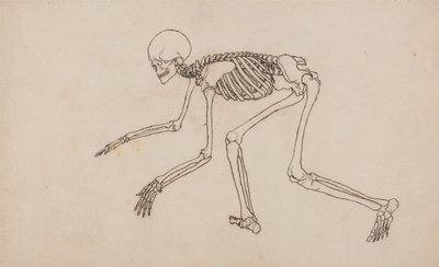 Vertaileva anatominen selvitys ihmiskehon rakenteesta tiikerin ja tavallisen linnun rakenteeseen verrattuna: Ihmisen luuranko, sivukuva tekijältä George Stubbs