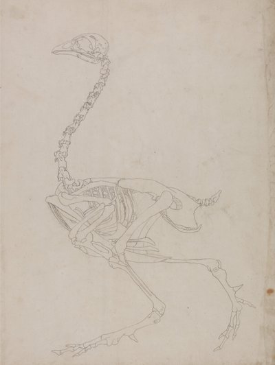 Vertaileva anatominen selvitys ihmiskehon rakenteesta tiikerin ja tavallisen linnun rakenteeseen verrattuna:  Fowl Skeleton, Lateral View (Luurangon pääpiirteittäinen piirros). tekijältä George Stubbs