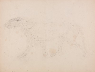 Vertaileva anatominen selvitys ihmiskehon rakenteesta tiikerin ja tavallisen linnun rakenteeseen verrattuna: Tiikerin vartalo, sivukuva (Lihastutkimus taulukon IX avainkuvaa varten). tekijältä George Stubbs