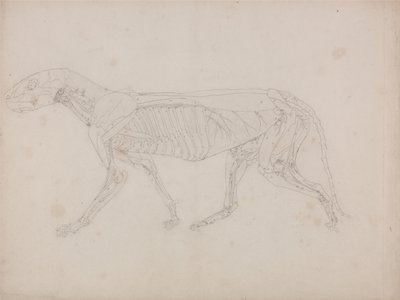 Vertaileva anatominen selvitys ihmiskehon rakenteesta tiikerin ja tavallisen linnun rakenteeseen verrattuna: Tiikerin vartalo, sivukuva tekijältä George Stubbs