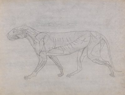 Vertaileva anatominen selvitys ihmiskehon rakenteesta tiikerin ja tavallisen linnun rakenteeseen verrattuna: Tiikerin vartalo, sivukuva tekijältä George Stubbs