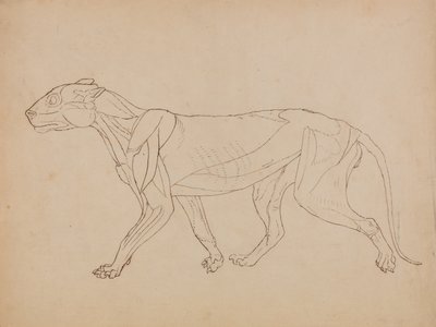 Vertaileva anatominen selvitys ihmiskehon rakenteesta tiikerin ja tavallisen linnun rakenteeseen verrattuna:  Tiikerin vartalo, sivukuva (luultavasti tehty avainhahmon pohjaksi). tekijältä George Stubbs