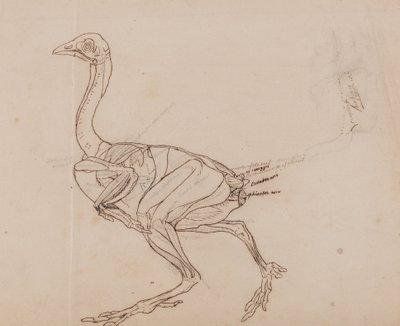 Vertaileva anatominen selvitys ihmiskehon rakenteesta tiikerin ja tavallisen linnun rakenteeseen verrattuna:  Dorking-kanan vartalo, sivukuva (lihasten ääriviivapiirros). tekijältä George Stubbs