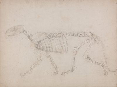 Vertaileva anatominen selvitys ihmiskehon rakenteesta tiikerin ja tavallisen linnun rakenteeseen verrattuna: Tiikerin luuranko, sivukuva tekijältä George Stubbs