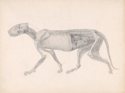 Vertaileva anatominen esitys ihmiskehon rakenteesta tiikerin ja tavallisen linnun rakenteeseen: Tiger Body, Lateral View, 1795-1806 (grafiitti paperille) tekijältä George Stubbs